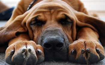 Animals, Dog, Muzzle, Sweetheart, Nice, Ears, Sleep, Dream, Paws HD wallpaper
