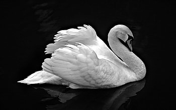 Animals, Birds, Swans HD wallpaper