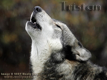 Howling In Rain, wolf howling, howling, rain, timber wolf, animals, grey wolf HD wallpaper