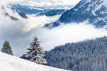 Nature, Clouds, Snow, Forest, Spruce, Fir, Hills HD wallpaper