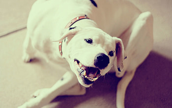 Animals, Dog, Playful, Puppy, Labrador, Collar HD wallpaper