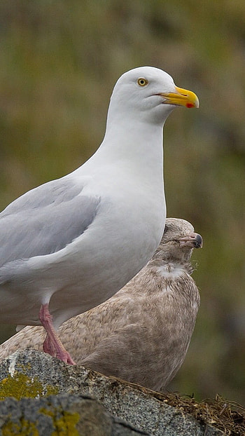 Glaucous, Seagull, Russian Birds HD phone wallpaper