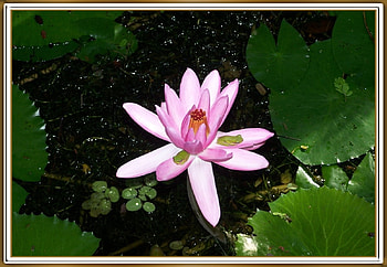CUTE FROGS ON FLOWER, NATURE, FROGS, CUTE HD wallpaper