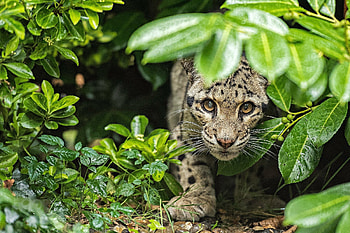 Litthe White Leopard, leaves, prefator, nature, wild, twigs HD wallpaper