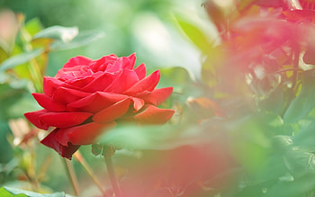 Beautiful red roses, roses, green, red, , beautiful, nature, flowers HD wallpaper
