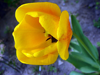 Plants, Flowers HD wallpaper