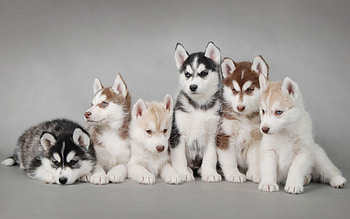 Animals, Dogs HD wallpaper