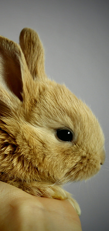 Furry Little Bunny, baby animal, bunny, Animal, rabbit HD phone wallpaper