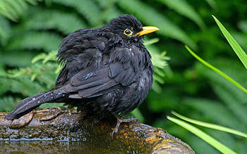 Animals, Water, Bird, Sit, Moss, Plump, Puffy HD wallpaper