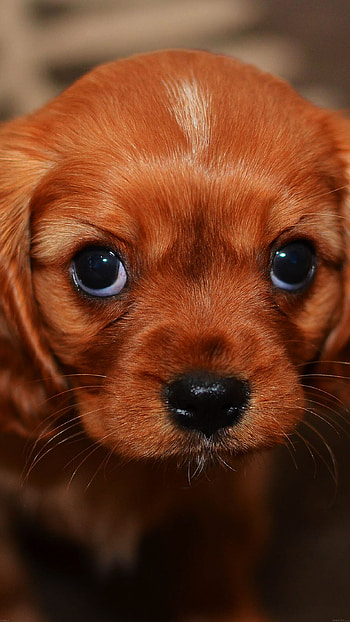 Cute puppy, 11 , High-quality , Adorable animal HD phone wallpaper