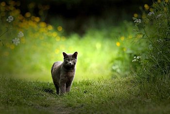 Sweet Cat, kitten, bokeh, kitty, cats, cute, animals, adorable, sweet, woods, cat, grass, paws, cat face, green, nature, forest, splendor HD wallpaper