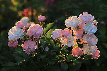 Rose bushes, Roses, Flowers, Bokeh, Garden HD wallpaper