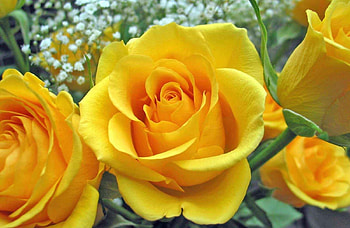 Flowers, Roses, Close-Up, Buds HD wallpaper