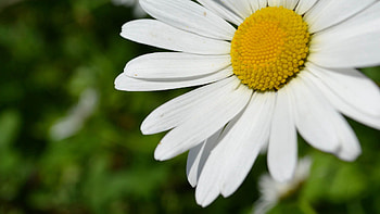 Camomile, Flower, Plant, Macro, Petals, Chamomile HD wallpaper