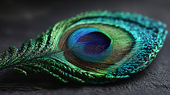 Peacock Feather : Vibrant Detail and Texture, feather, peacock feather, close-up, colorful, nature HD wallpaper