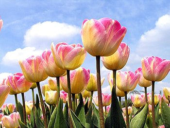 Flowers, Sky, Tulips, Clouds, Disbanded, Loose, Spring HD wallpaper