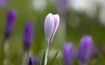 Grass, Leaves, Macro, Glare, Snowdrop HD wallpaper