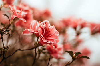 Blossom, flowers, pink, portrait HD wallpaper