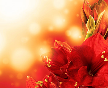 Red Gladiolus in the Sun, flowers, sunlight, macro, red HD wallpaper