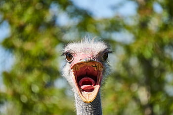 Close-up of a funny ostrich with an open beak against a natural outdoor background. HD wallpaper