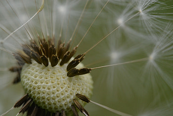 Macro, Dandelion, Fluff, Fuzz HD wallpaper