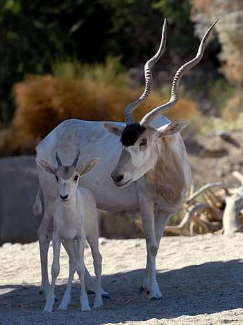 Living desert, Africa, African animals, Addax HD phone wallpaper