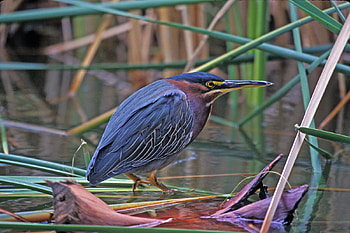 Green Heron, reeds, water, sunset HD wallpaper