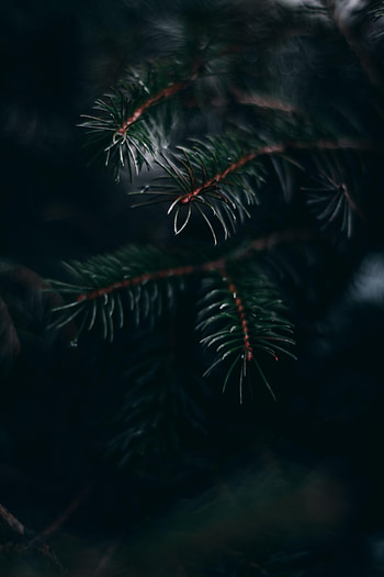 Pine, Plant, Macro, Branch, Needles HD phone wallpaper