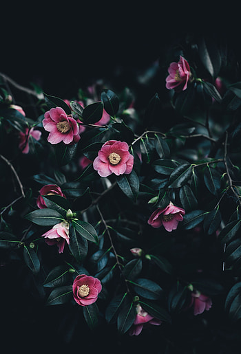 Flowers, Pink, Bush, Camellia HD phone wallpaper