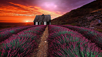 Sunset Over The Lavender Field, sunlight, house, landscape, farm, grass, field, blossoms, lavender, nature, flowers, sunset HD wallpaper