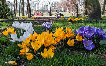 Crocuses in Park, flowers, crocuses, spring, park HD wallpaper