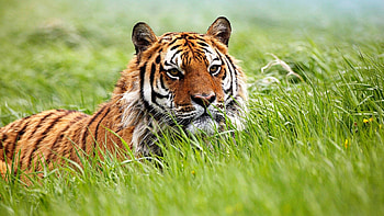 Animals, Grass, Muzzle, Tiger, Hunt, Hunting HD wallpaper