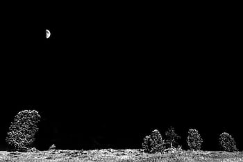 A tranquil night scene featuring a half moon and trees under a dark sky. HD wallpaper
