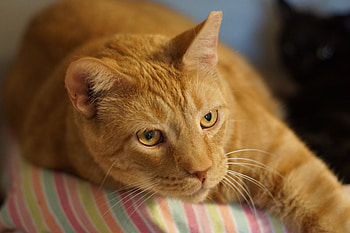 Animals, Cat, Lies, Muzzle, Red Cat HD wallpaper
