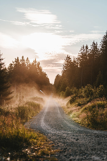 Nature, Grass, Bush, Road, Forest, Fog, Dahl, Distance HD phone wallpaper
