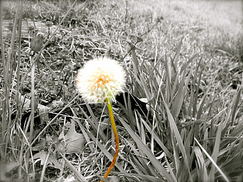 The small things, white, black, color, graphy, flower HD wallpaper