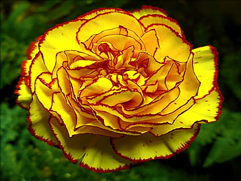 CARNATION, PETALS, LEAVES, NATURE, COLORS HD wallpaper