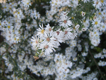 Flores Blancas, white, blancas, flores, beautiful, flowers, ghost776 HD wallpaper