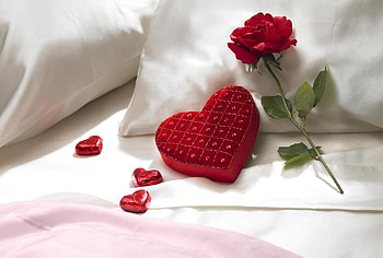 red rose, still life, roses, graphy, red, heart, beauty HD wallpaper
