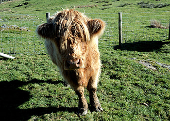 Highland Cow, highland, cow, field, fence HD wallpaper