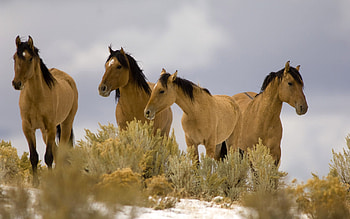 Animals, Grass, Horses, Stroll, Herd HD wallpaper