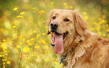 Animals, Dog, Sight, Opinion, Stroll, Language, Tongue HD wallpaper