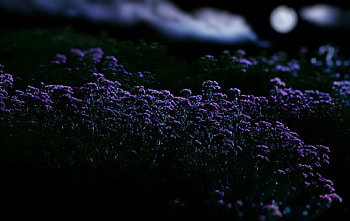 Beauty in the dark, night, nature, flowers, dark HD wallpaper