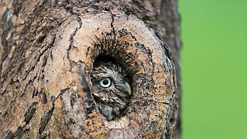 Animals, Owl, Wood, Beak, Tree, Hollow HD wallpaper