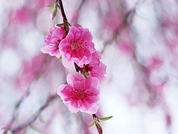 Flowers, Leaves, Pink, Bloom, Flowering, Branch, Spring HD wallpaper