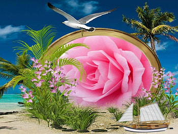 Beautiful beach, boat, sand, seagull, pink rose, rocks, vegetation, green, fly, pink flowers, palm trees HD wallpaper