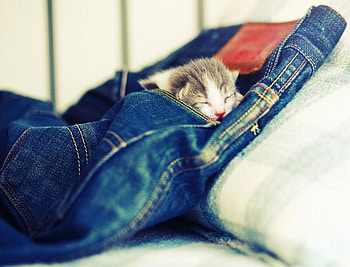 Cute Kitten, kitten, cool, cute HD wallpaper