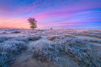 Netherlands, nature, landscape HD wallpaper
