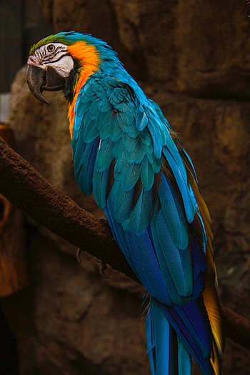 Animals, Parrots, Bird, Macaw HD phone wallpaper
