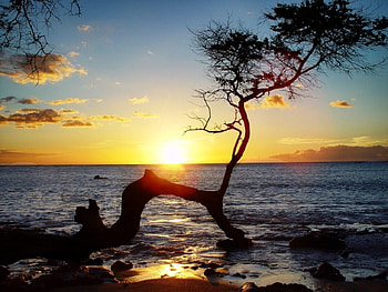 Amazing Sunset, sea, hawaii, clouds, trees, nature, sunset, ocean HD wallpaper